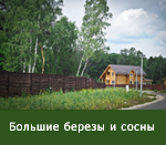 Большие березы и сосны на участках 80 и 81 (слева, за забором).
