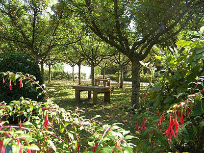 яблоневый сад в дачном поселке
